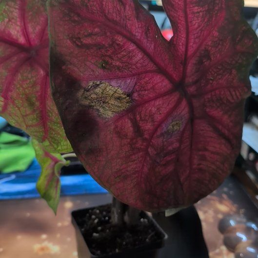 Photo of the plant species Brandywine Caladium by @ZenGarden16 named Brandi on Greg, the plant care app