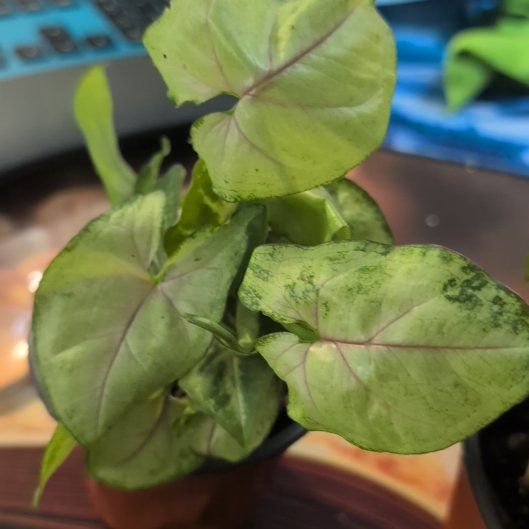 Photo of the plant species Syngonium 'Berry' by @ZenGarden16 named Berry Berry on Greg, the plant care app