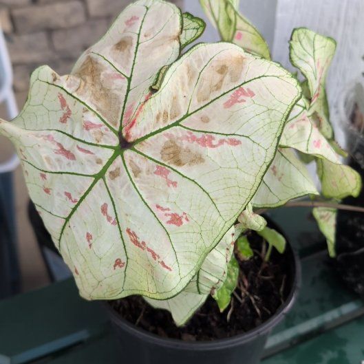 Photo of the plant species Strawberry Star Caladium by @ZenGarden16 named Strawberry Star on Greg, the plant care app