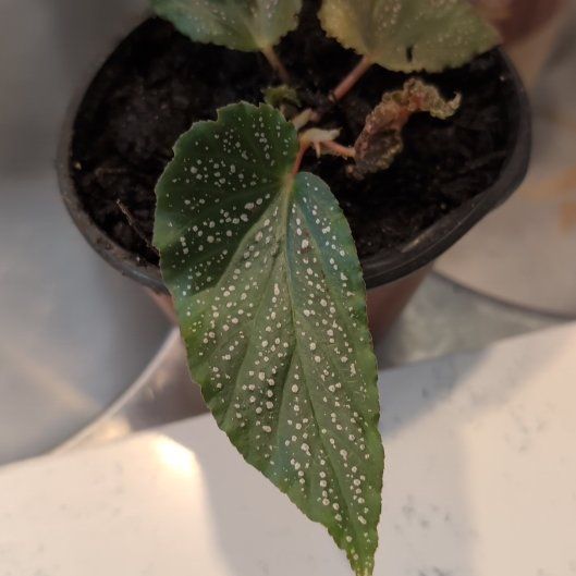 Photo of the plant species Begonia brevirimosa subsp. brevirimosa by @ZenGarden16 named Kylie on Greg, the plant care app