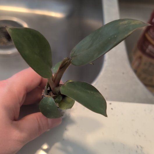 Photo of the plant species Philodendron Black Cardinal x Florida Beauty by @ZenGarden16 named Black Cardinal on Greg, the plant care app