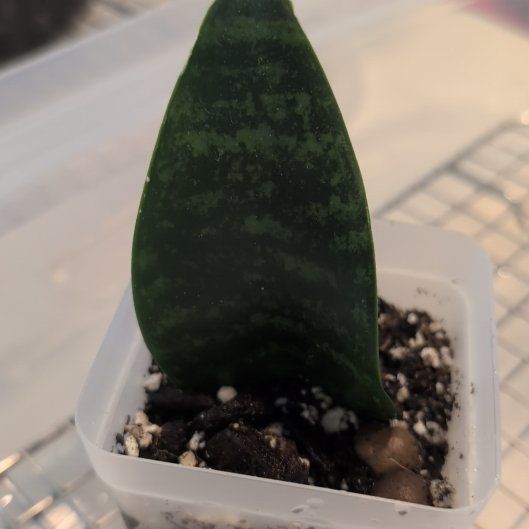 Photo of the plant species Forest Star Snake Plant by @ZenGarden16 named Audrey on Greg, the plant care app