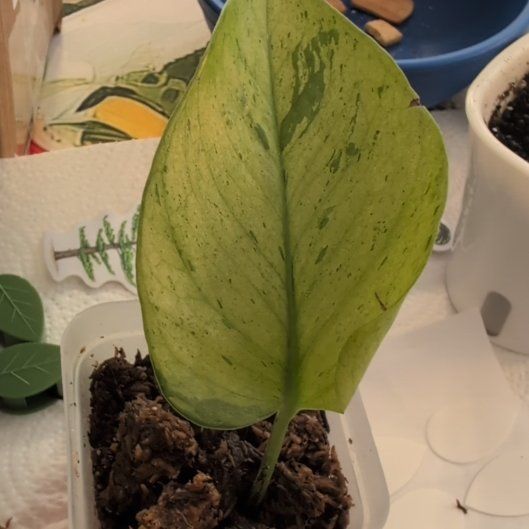 Photo of the plant species Jessenia Pothos by @ZenGarden16 named Jessenia on Greg, the plant care app