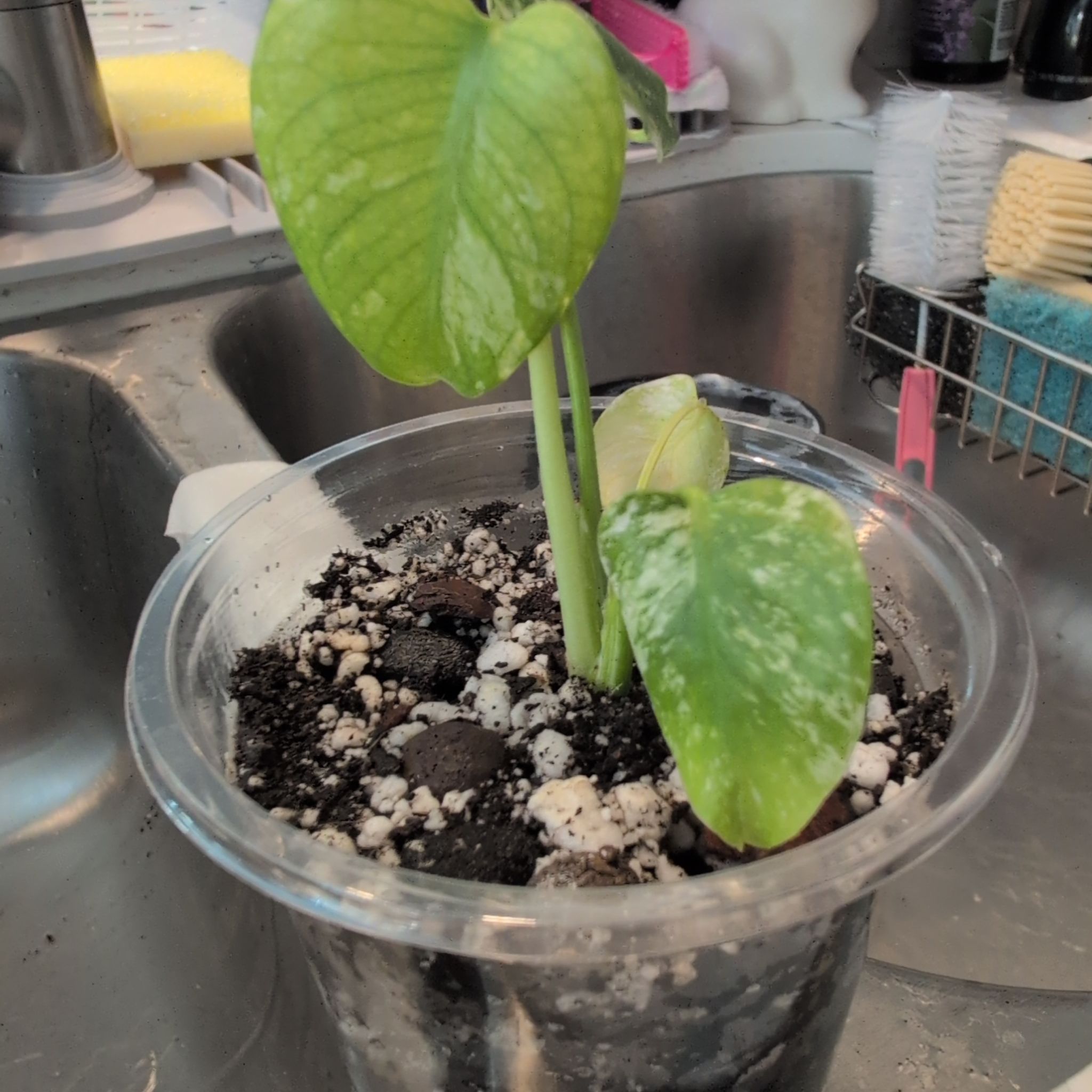 Photo of the plant species Monstera 'Mint' by @ZenGarden16 named Minerva on Greg, the plant care app