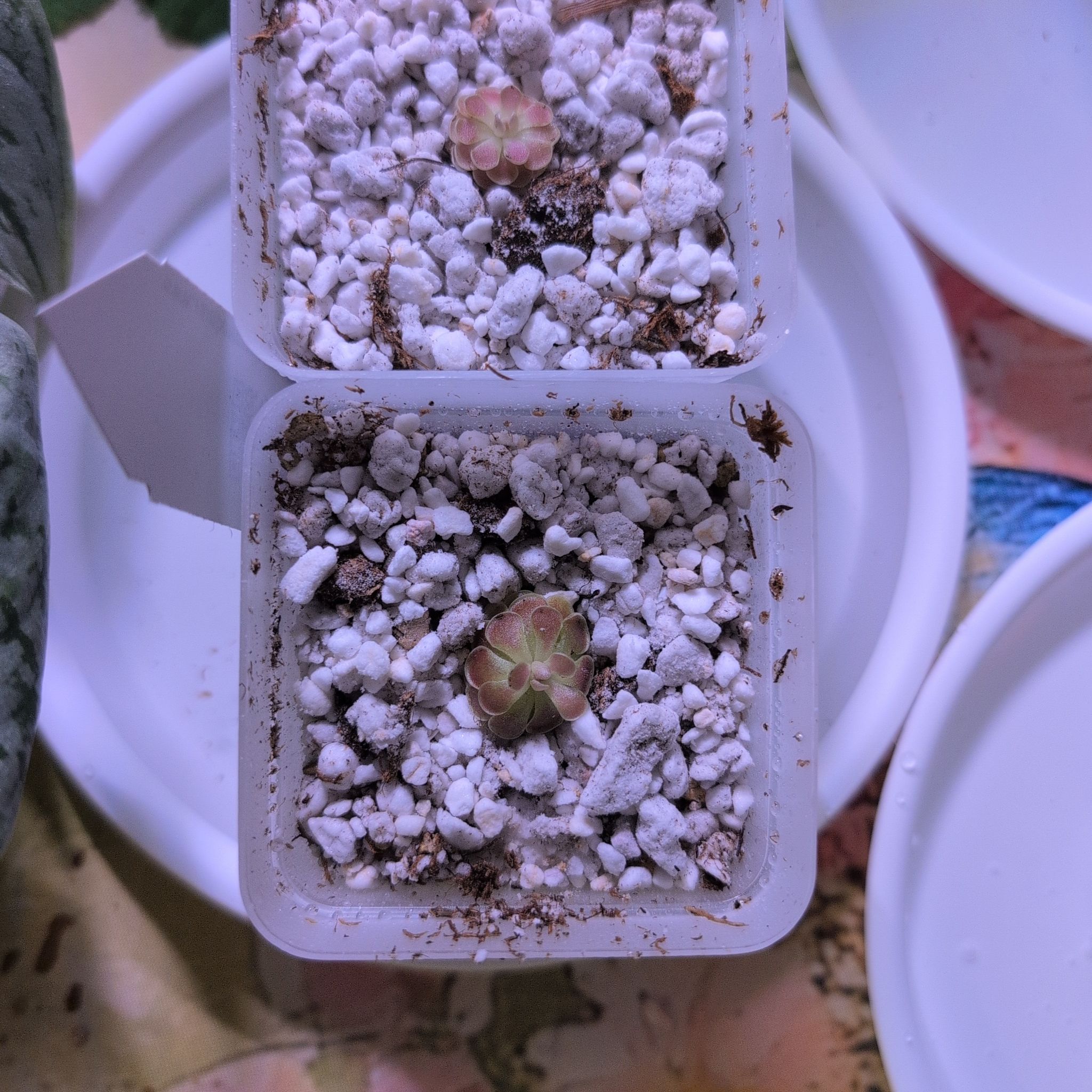 Photo of the plant species pingucula by @ZenGarden16 named Flora on Greg, the plant care app
