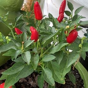 Plant care for Calibrachoa 'Superbells Blackberry' on Greg, the plant care app