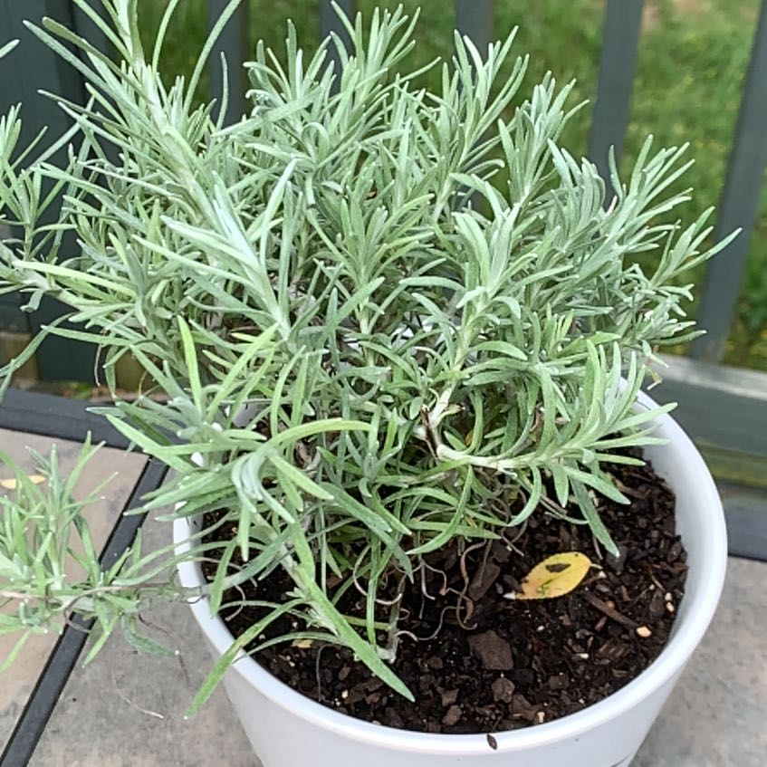 Photo of the plant species Helichrysum 'Icicles' by @MarkedZucchini named Foxxy on Greg, the plant care app