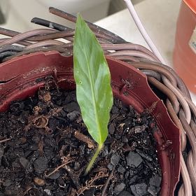 Photo of the plant species Magic Star calathea by @ZingyPothos60 named Beyonce on Greg, the plant care app