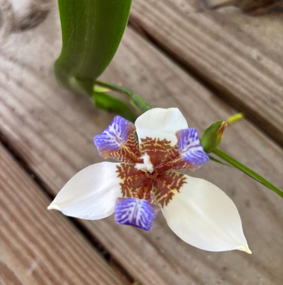 Photo of the plant species Trimezia gracilis by @SisterlyJade45 named Dolores on Greg, the plant care app
