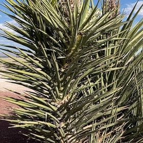 Photo of the plant species Mohave Yucca by @PoeticJiaogulan named ChloroPhil on Greg, the plant care app