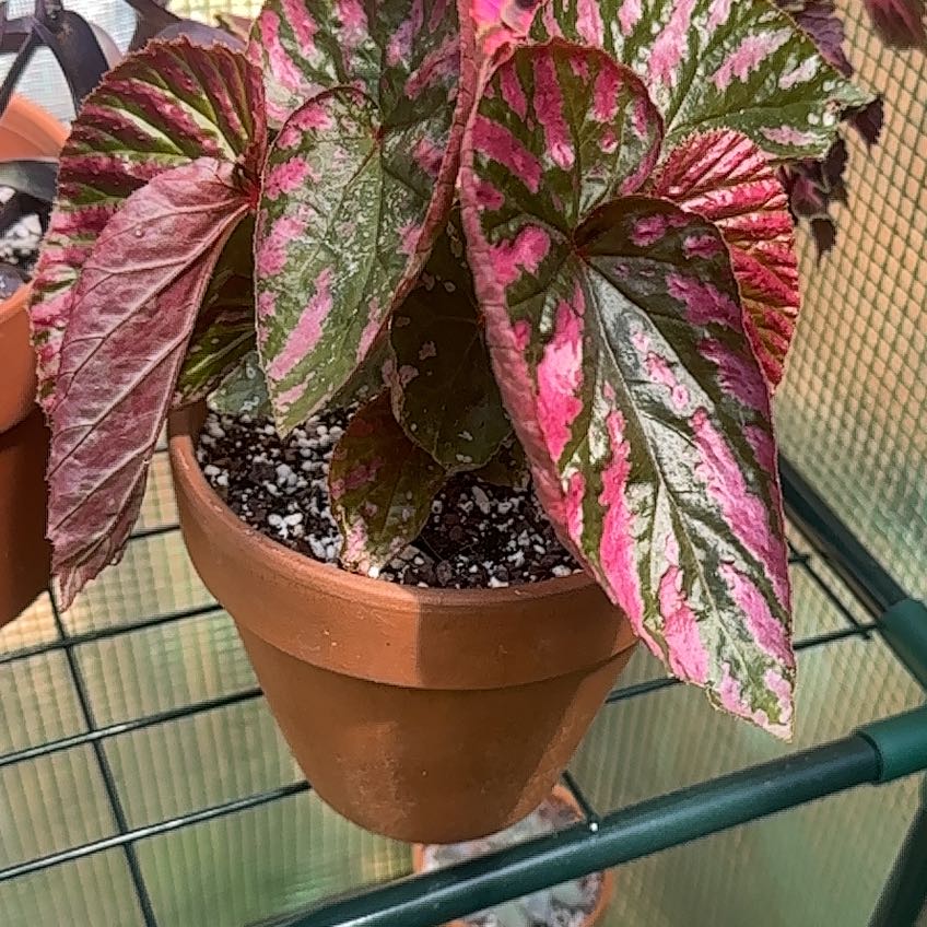 Photo of the plant species Exotica Begonia by @FineSalsify68 named Miss Vanjie on Greg, the plant care app