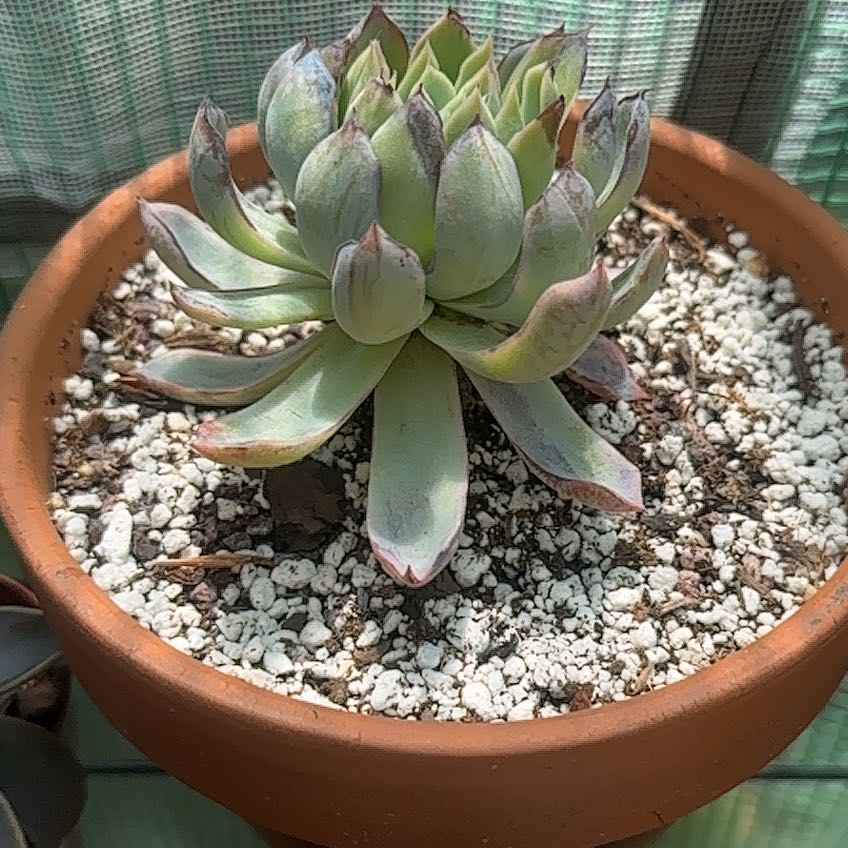 Photo of the plant species Violet Queen by @FineSalsify68 named Prinny Di on Greg, the plant care app