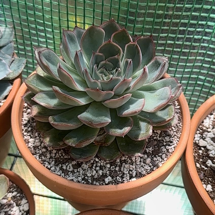 Photo of the plant species Echeveria 'Hercules' by @FineSalsify68 named Hercules on Greg, the plant care app
