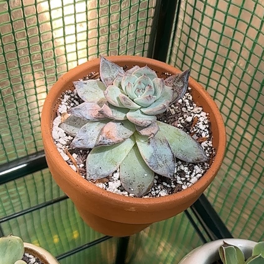 Photo of the plant species 'Blue Bird' Echeveria by @FineSalsify68 named Mordecai on Greg, the plant care app