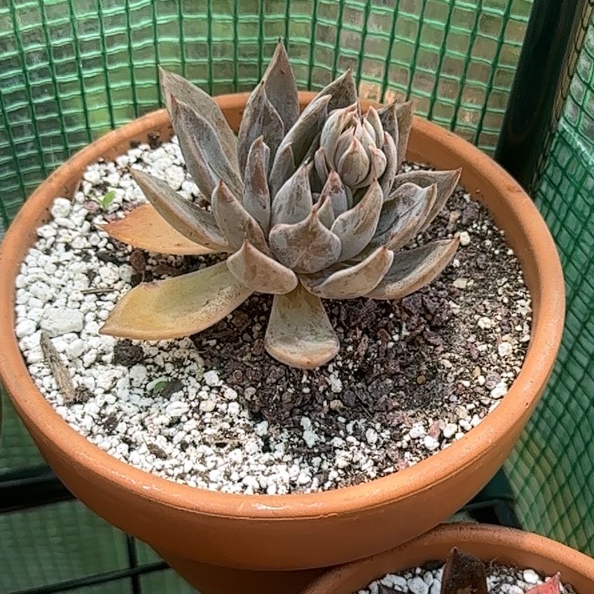 Photo of the plant species Echeveria 'Silver Queen' by @FineSalsify68 named Queenie on Greg, the plant care app