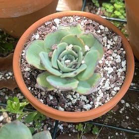 Photo of the plant species Echeveria 'Atlantis' by @FineSalsify68 named Kida on Greg, the plant care app