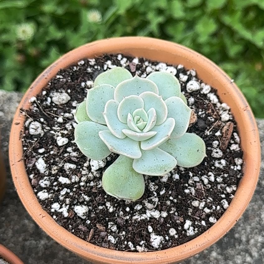 Photo of the plant species Echeveria 'Elsa' by @FineSalsify68 named Elsa on Greg, the plant care app