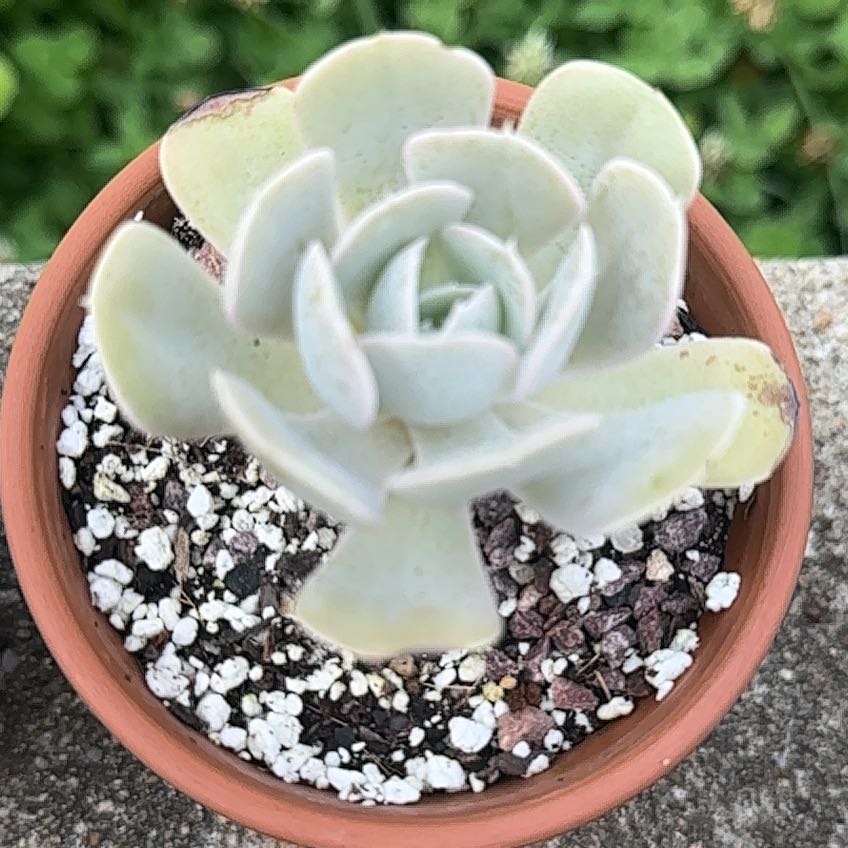 Photo of the plant species Peacock Echeveria by @FineSalsify68 named Peacocki on Greg, the plant care app