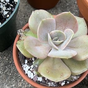 Photo of the plant species Echeveria Lolita by @FineSalsify68 named Lolita on Greg, the plant care app