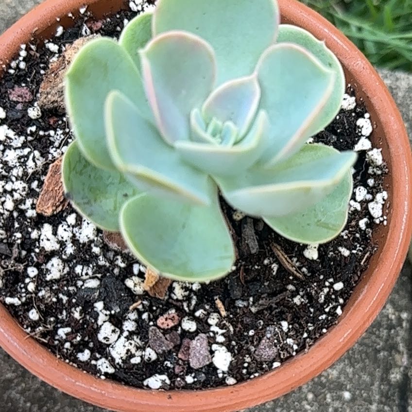 Photo of the plant species Echeveria 'Green Pearl' by @FineSalsify68 named Elphaba on Greg, the plant care app