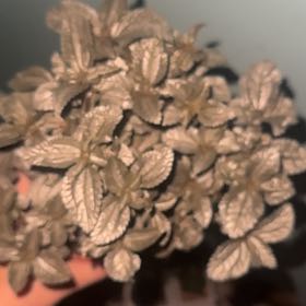 Photo of the plant species Silver Cloud Pilea by @FineSalsify68 named Naomi on Greg, the plant care app