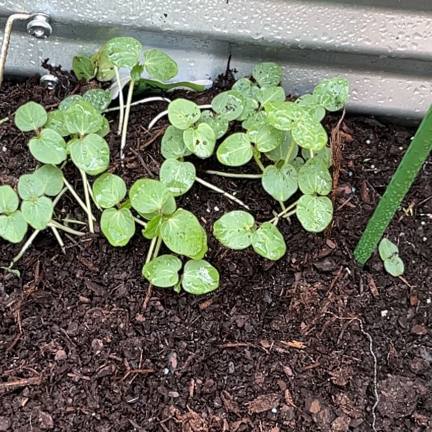 Photo of the plant species Green Okra by @NationalMango19 named Daphne on Greg, the plant care app