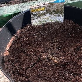 Photo of the plant species Snow Alyssum by @SportySpinach named Marley on Greg, the plant care app