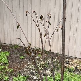 Photo of the plant species Yoshino Cherry 'Akebono' by @FerventPapaya59 named Alexa’s Tree on Greg, the plant care app