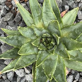 Photo of the plant species Aloe Polyphylla by @FerventPapaya59 named McKinley on Greg, the plant care app