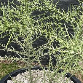 Photo of the plant species Euphorbia stenoclada subsp. stenoclada by @FerventPapaya59 named Phillip on Greg, the plant care app