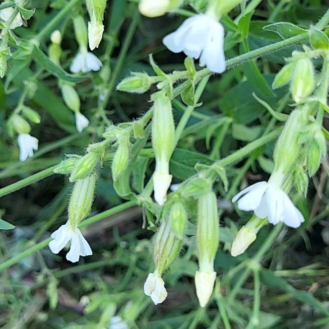 Photo of the plant species Bladder Campion by @SlickMira30 named Girlfrond on Greg, the plant care app