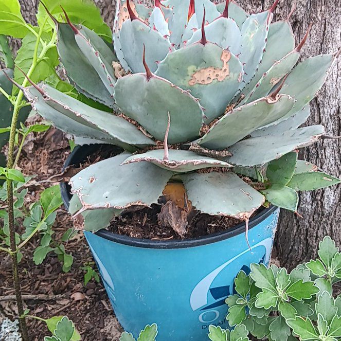 Photo of the plant species Artichoke Agave by @GiftedBlackrose named Sonora on Greg, the plant care app