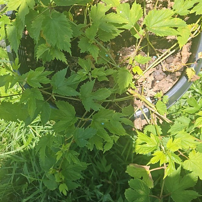 Photo of the plant species Hop by @GrownMahoe70 named Maya on Greg, the plant care app