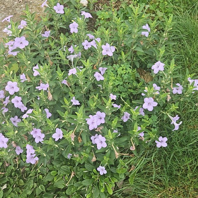 Photo of the plant species Wild Petunia by @GrownMahoe70 named Sanders on Greg, the plant care app
