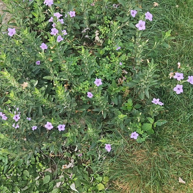 Photo of the plant species Wild Petunia by @GrownMahoe70 named Muhammad Ali on Greg, the plant care app