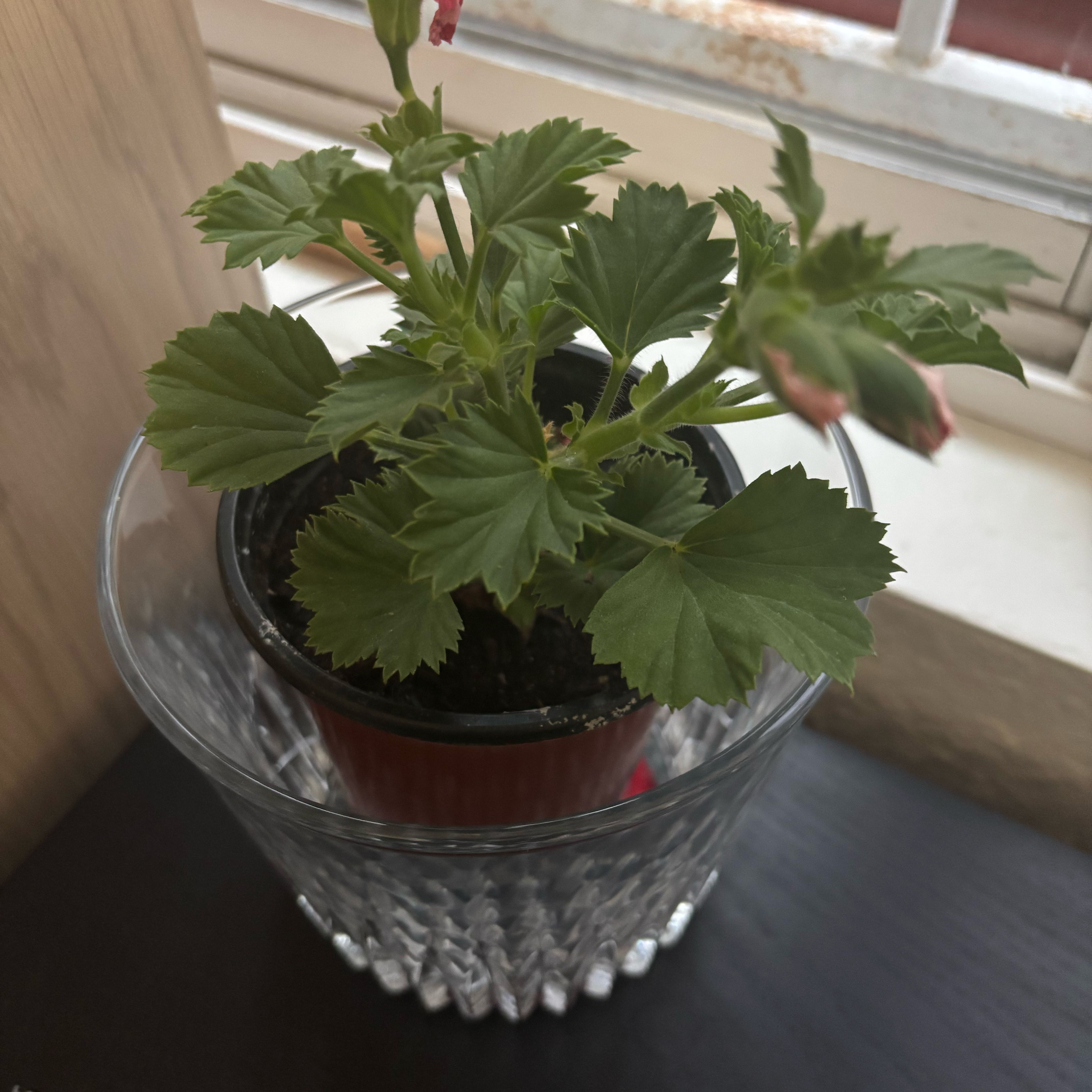 Photo of the plant species Muškát by @ToughStarbearer named LiloStitch on Greg, the plant care app