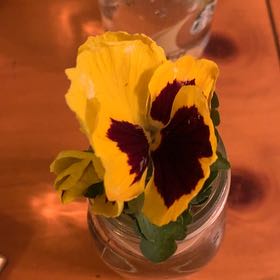 Photo of the plant species California Golden Violet by @TastyBlackash83 named Violet on Greg, the plant care app