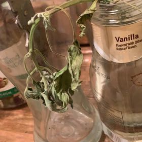 Photo of the plant species Dwarf catnip by @TastyBlackash83 named Winston on Greg, the plant care app