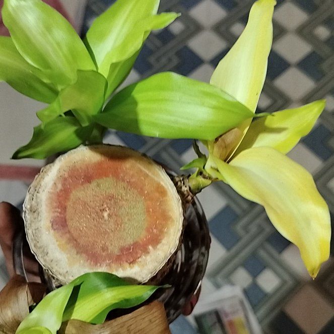 Photo of the plant species Lucky Brazillian Wood by @SoigneWhitesage named Miley on Greg, the plant care app