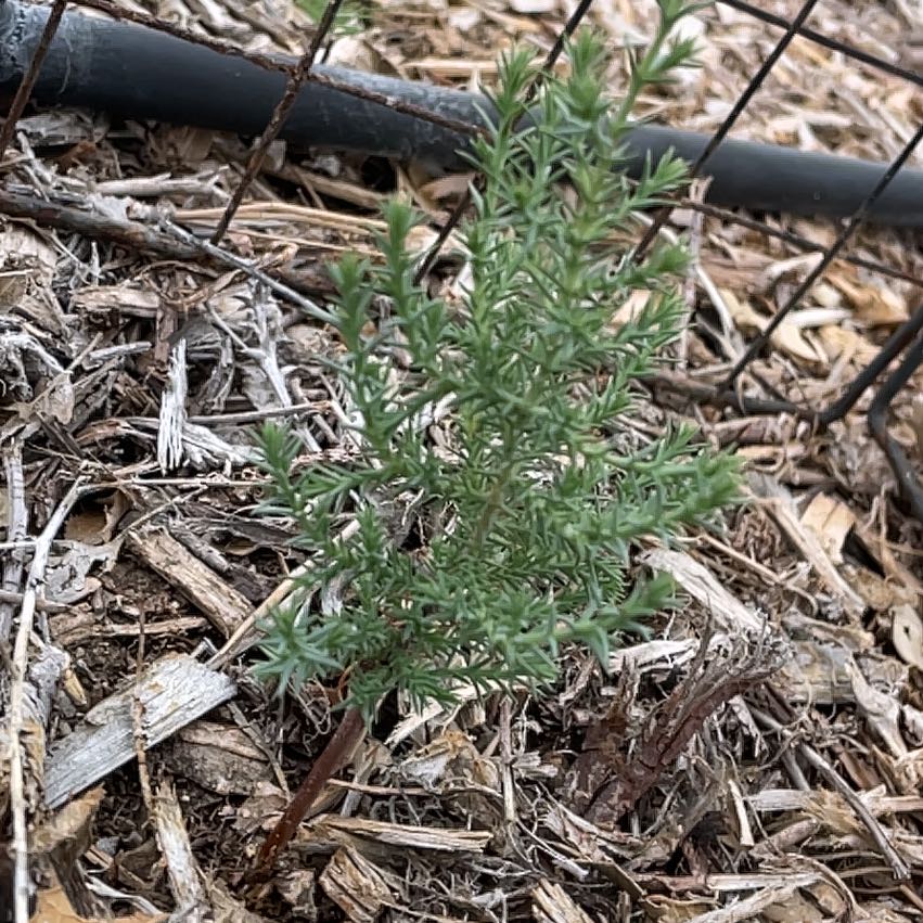 Photo of the plant species Cupressus arizonica by @VastSalal16 named Orlando Bloom on Greg, the plant care app