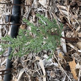 Photo of the plant species Ashe Juniper by @VastSalal16 named Leaf Erickson on Greg, the plant care app