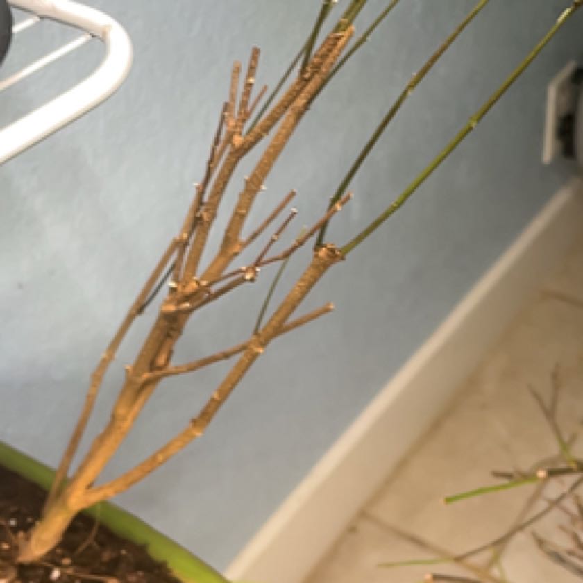 Photo of the plant species Trident maple by @ZestCidergum31 named Luna on Greg, the plant care app