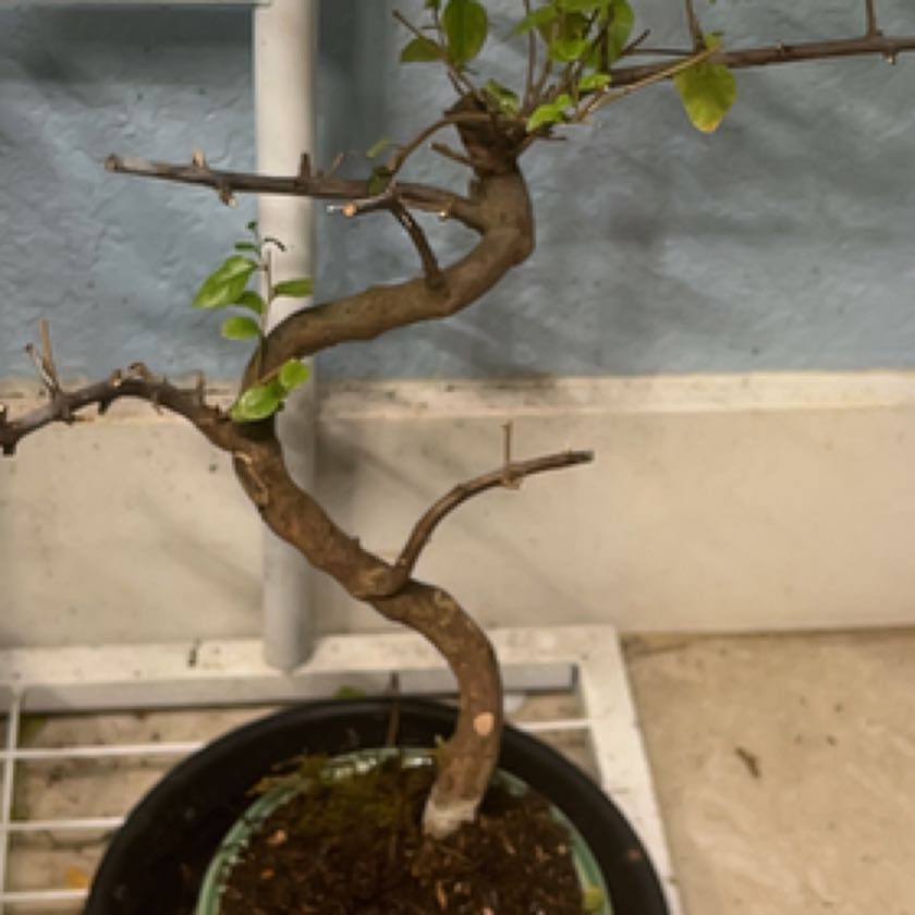 Photo of the plant species Chinese Sweet Plum by @ZestCidergum31 named Gomez on Greg, the plant care app