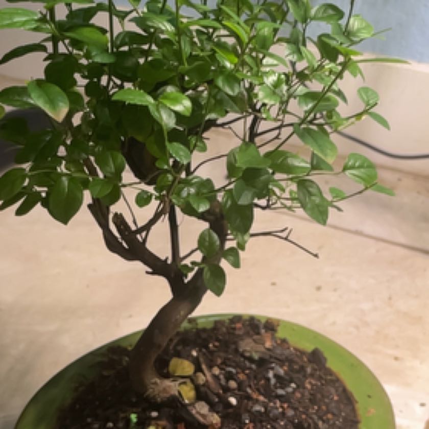 Photo of the plant species Chinese Sweet Plum by @ZestCidergum31 named Tolkien on Greg, the plant care app