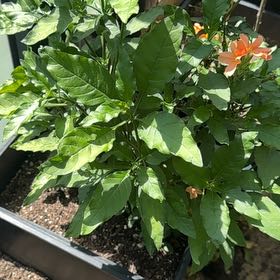 Photo of the plant species Firecracker Flower by @SharpLippia32 named Lola on Greg, the plant care app