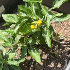Photo of the plant species Firecracker Flower by @SharpLippia32 named Nithin on Greg, the plant care app