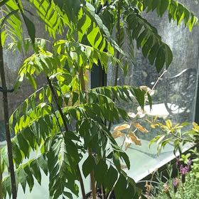 Photo of the plant species Curry Tree by @SharpLippia32 named Denali on Greg, the plant care app