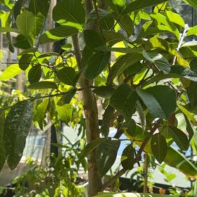 Photo of the plant species Guava Tree by @SharpLippia32 named Rosa on Greg, the plant care app