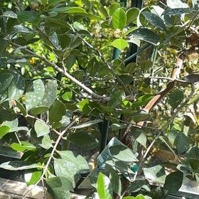 Photo of the plant species Strawberry Guava by @SharpLippia32 named Miley on Greg, the plant care app