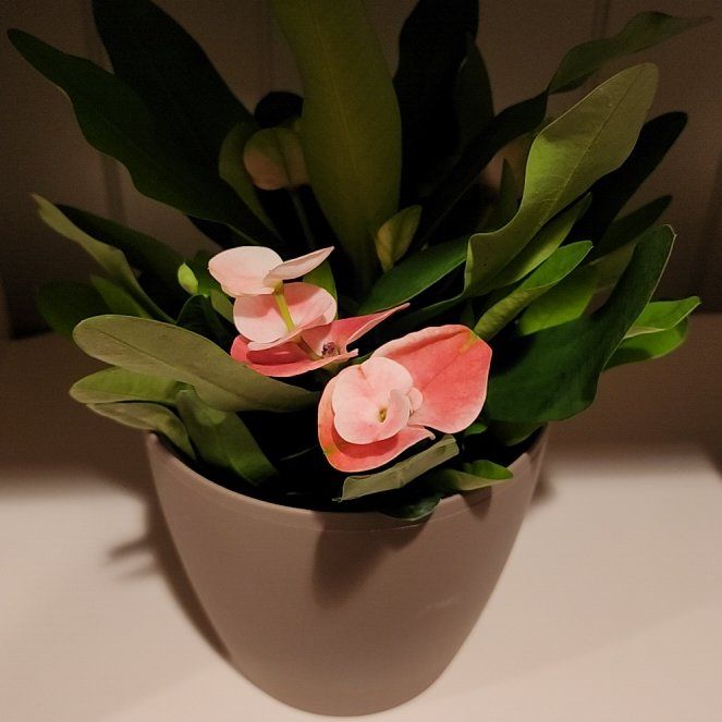 Photo of the plant species Euphorbia milii 'Pink' by @SleekVetiver91 named Euphorbia Milii on Greg, the plant care app